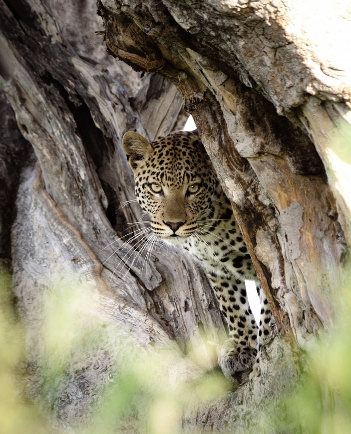 Leopard hiding in a tree