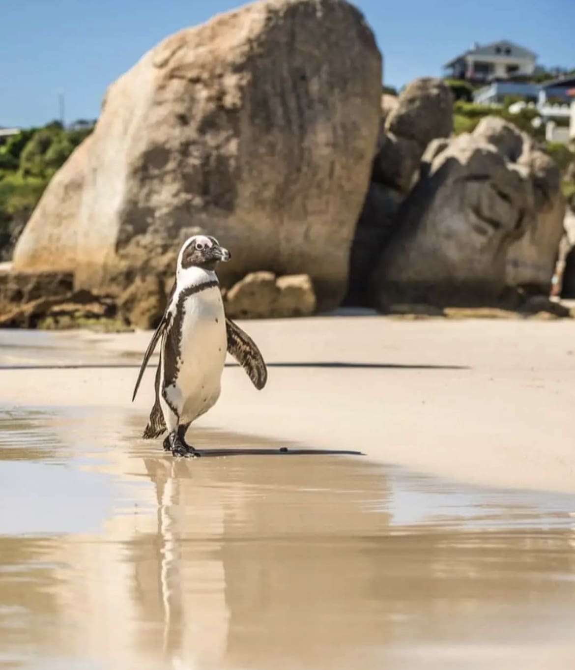 Lone penguin walks along Boulder's Beach