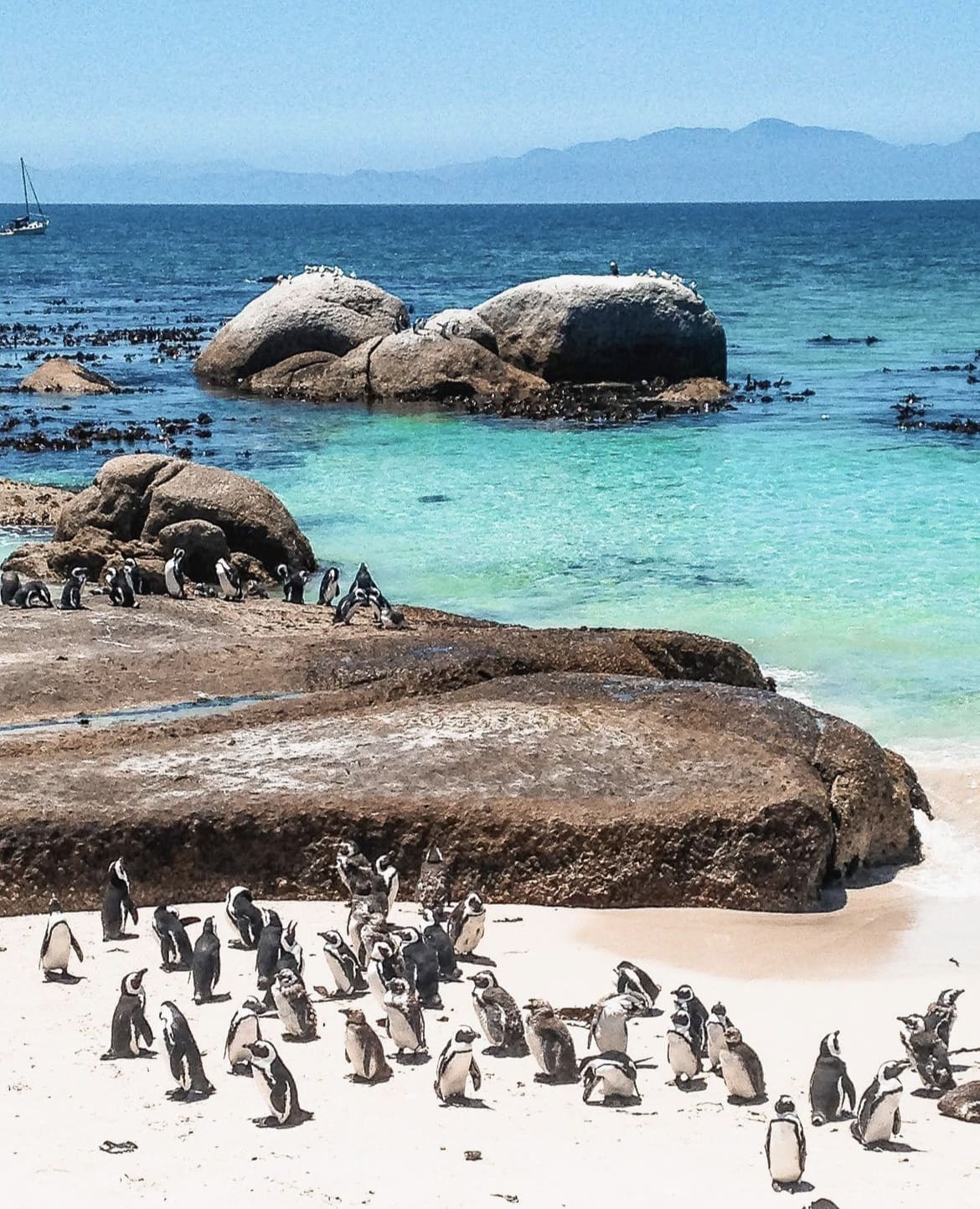 Group of penguins on the beach