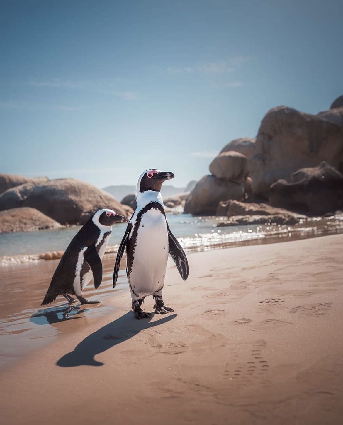 Penguins waddle along the shore, just a few feet from beachgoers
