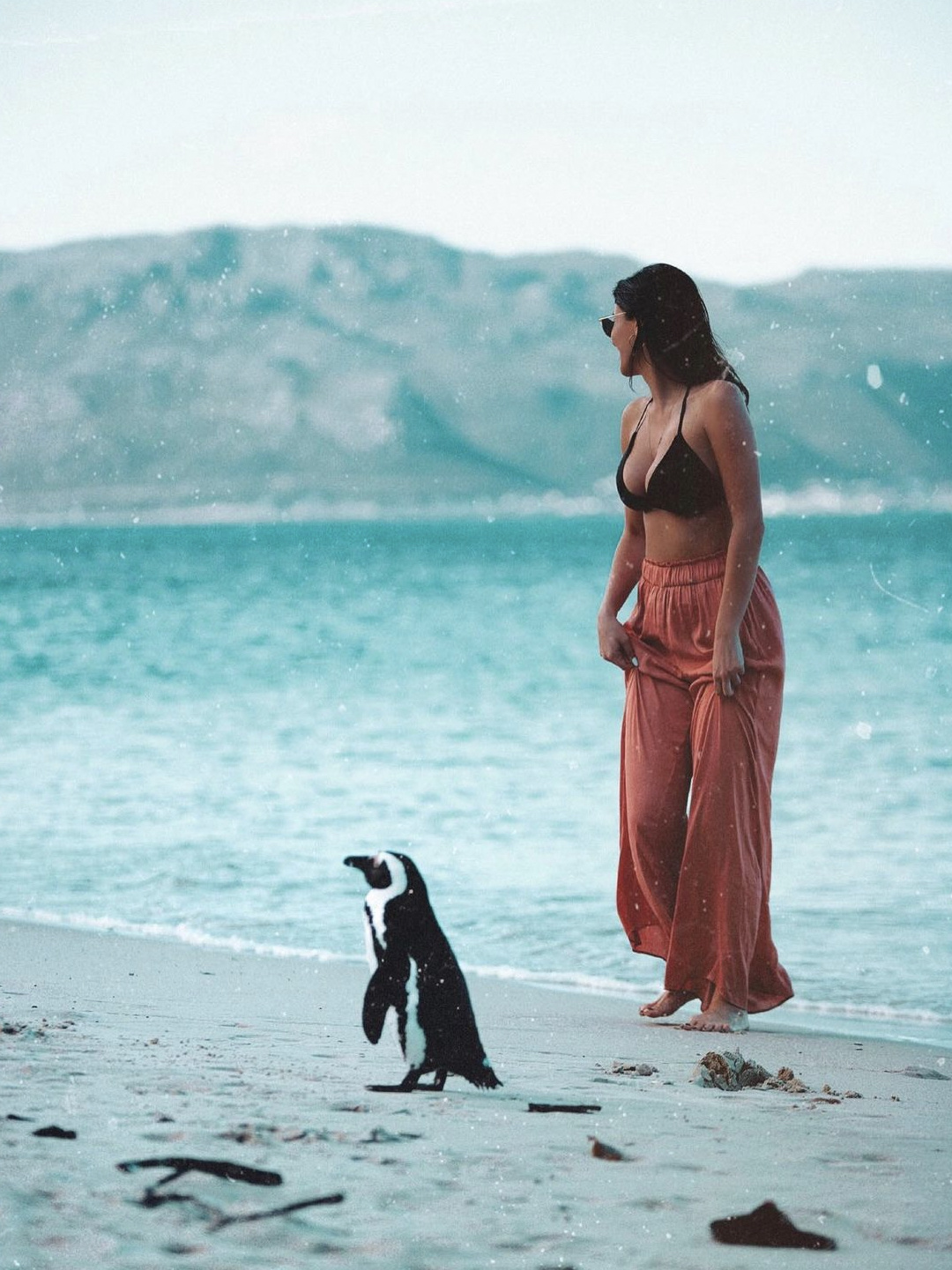 Meeting a penguin at Boulder's Beach