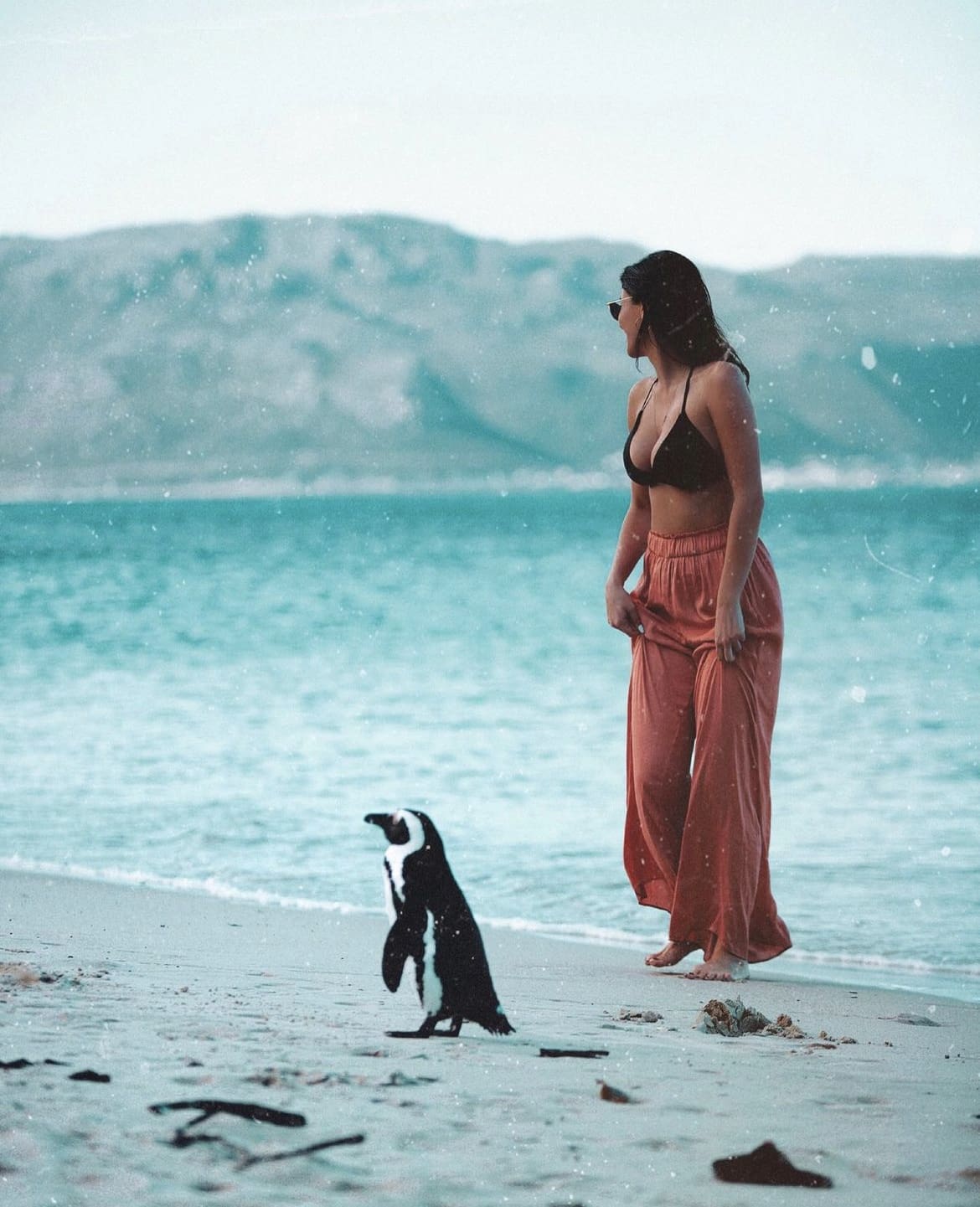 Meeting a penguin at Boulder's Beach