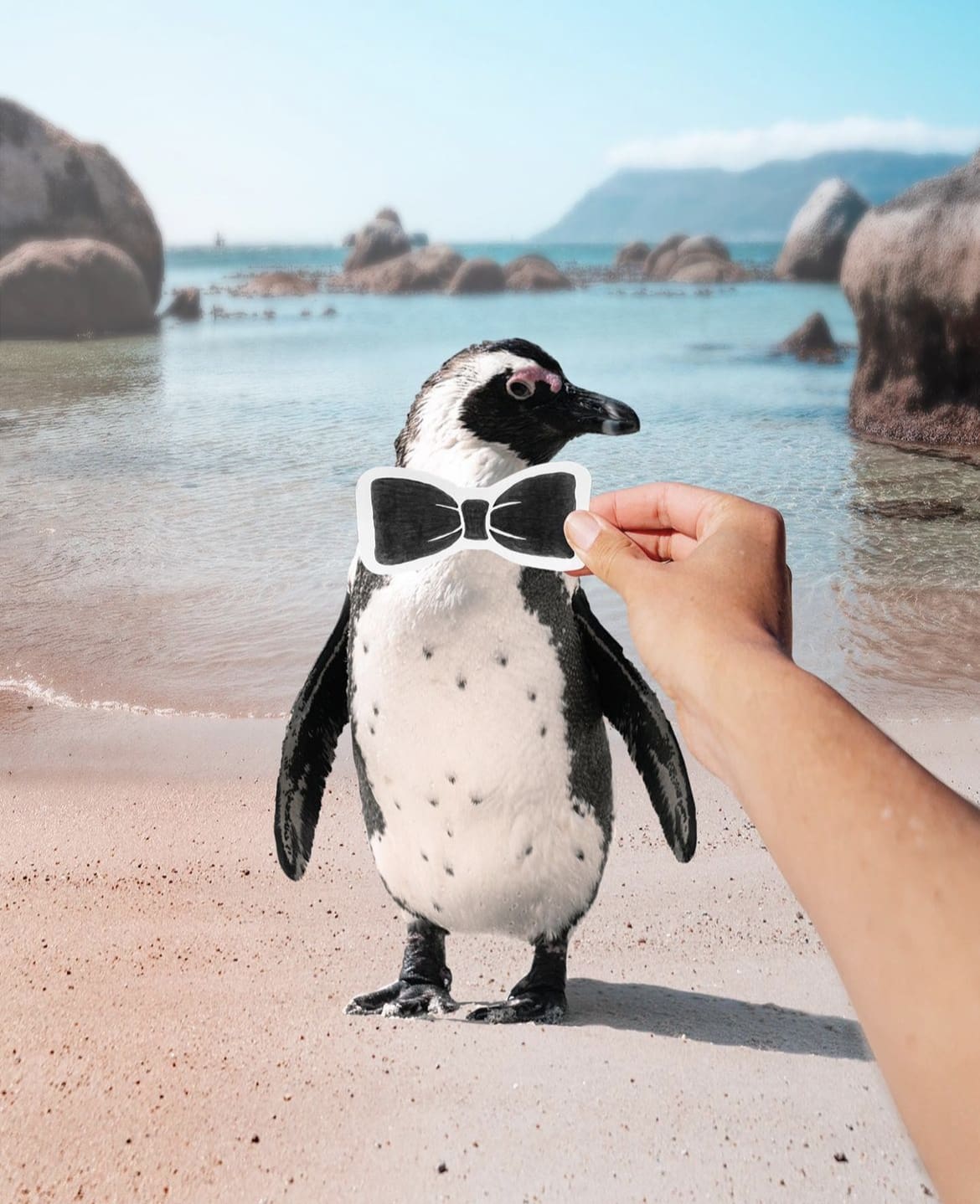 Penguin playing 'fancy dress'