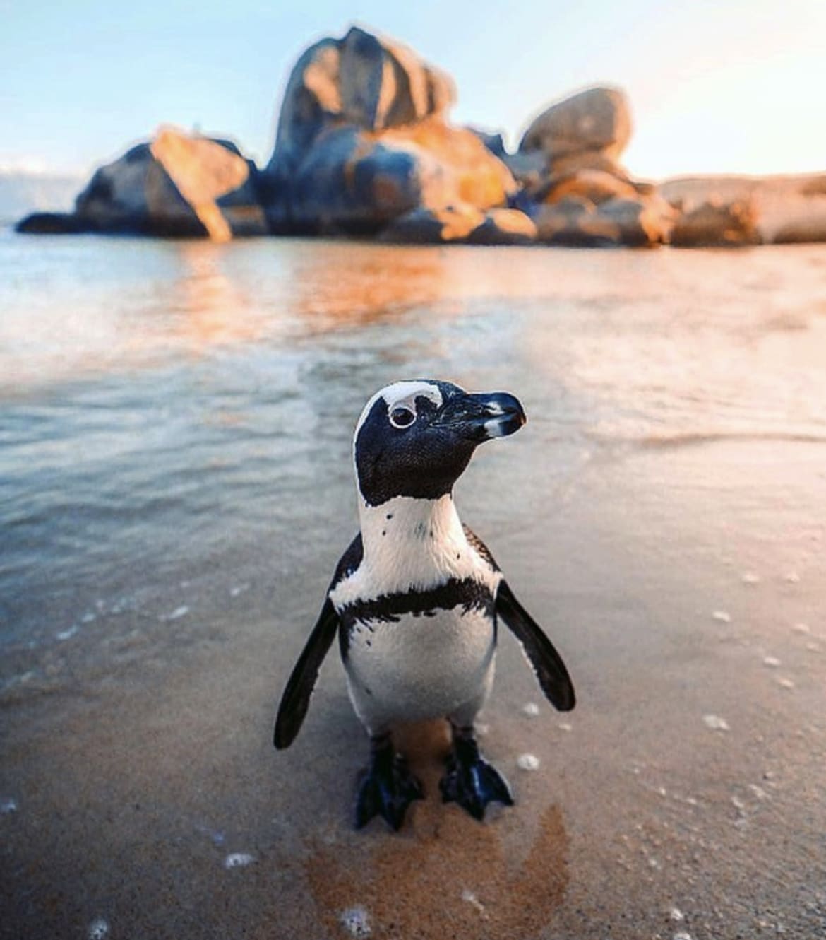 Penguin closeup