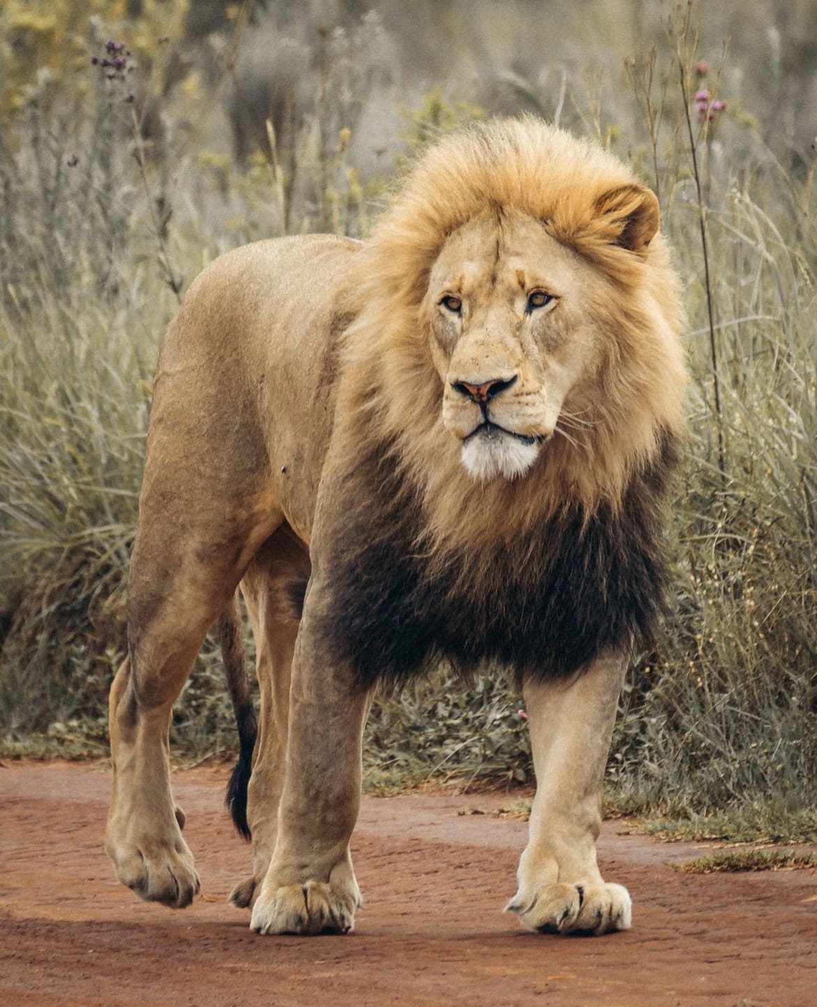 Rhino and Lion Nature Reserve