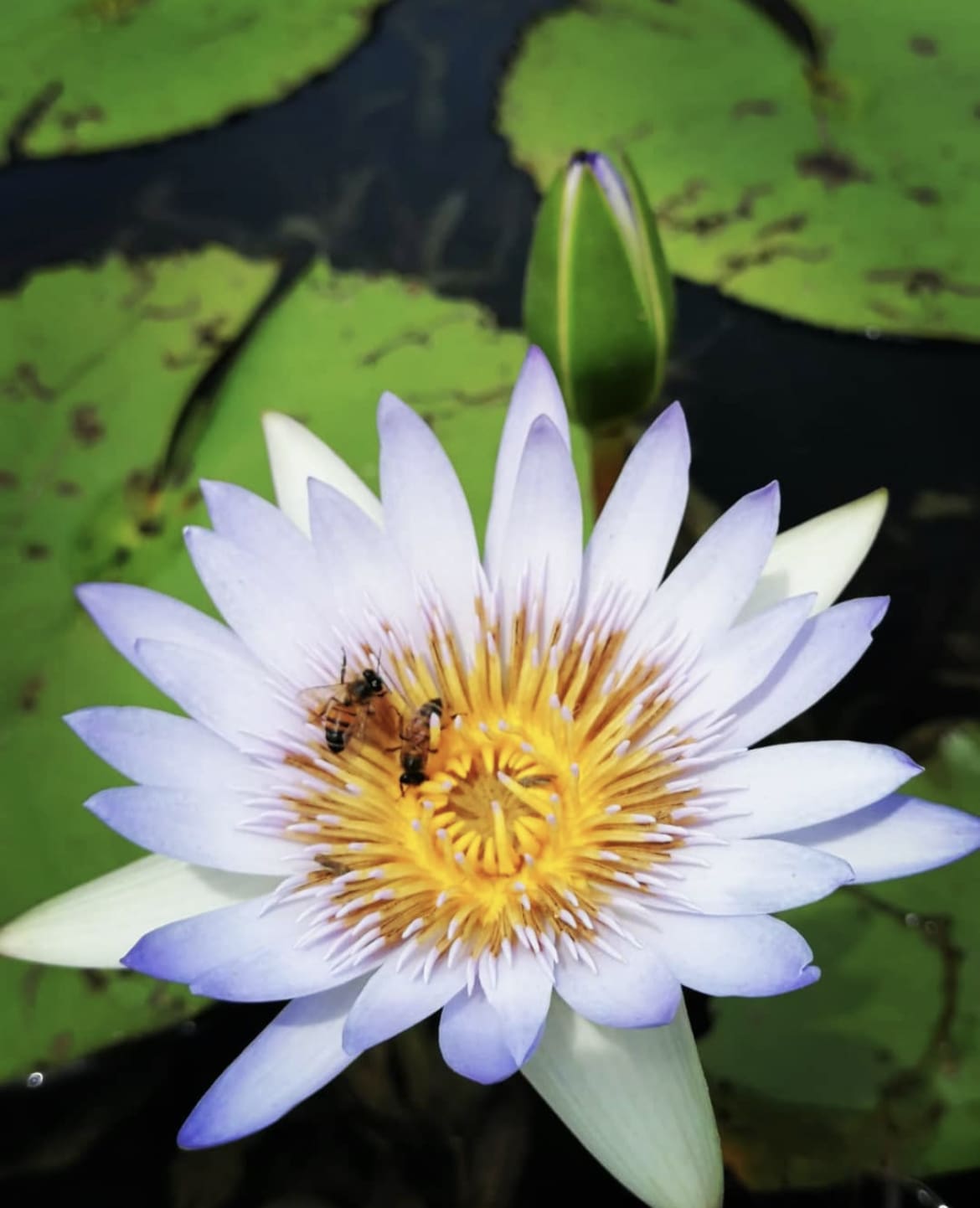 Water Lily, Durban Botanic Gardens