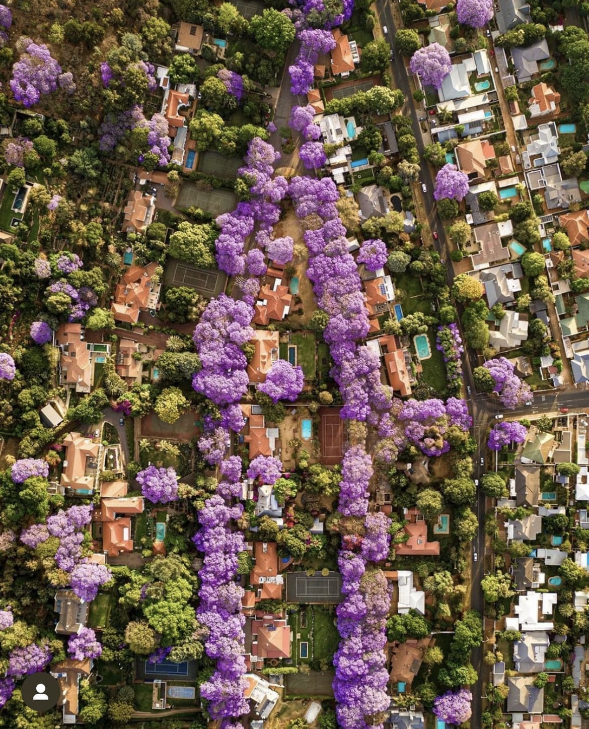 Jacaranda-lined street in Joburg