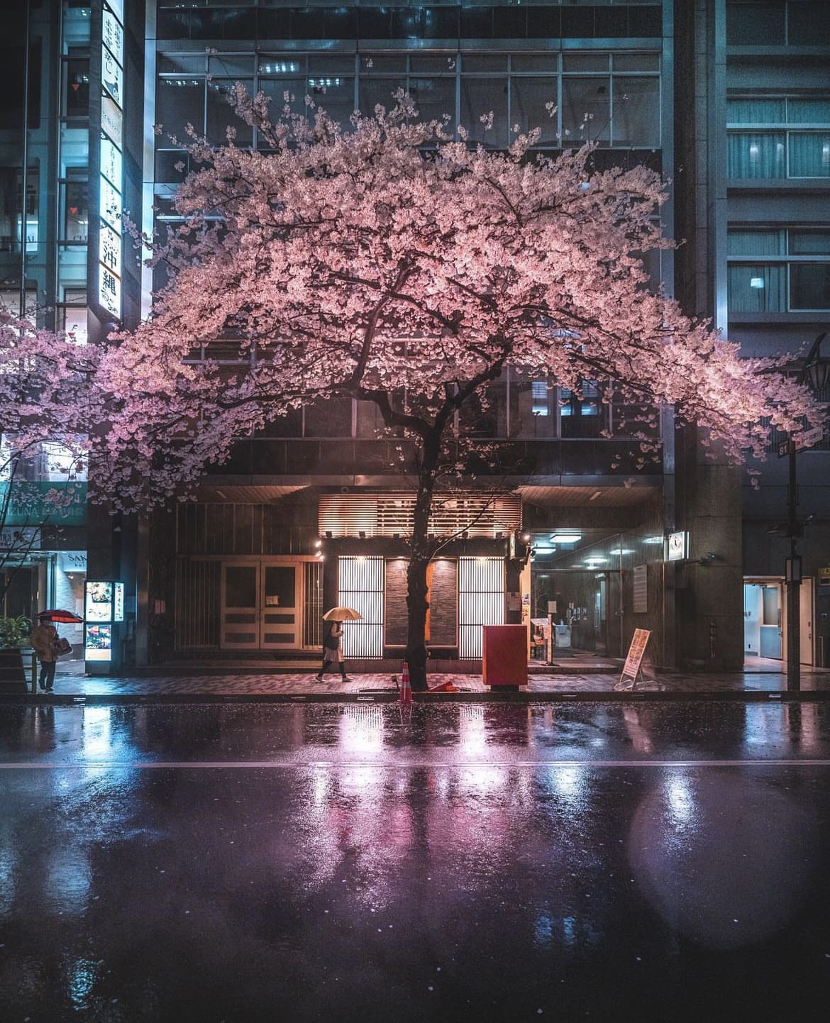 Cherry blossom tree, Tokyo - How To Spend 7 Days In Japan