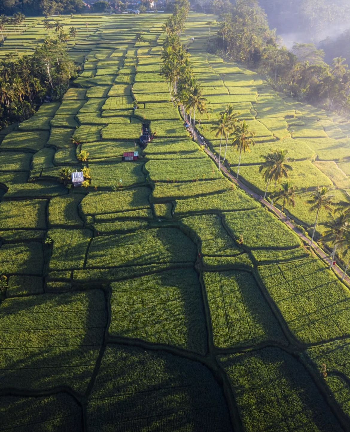 Rice fields, Bali