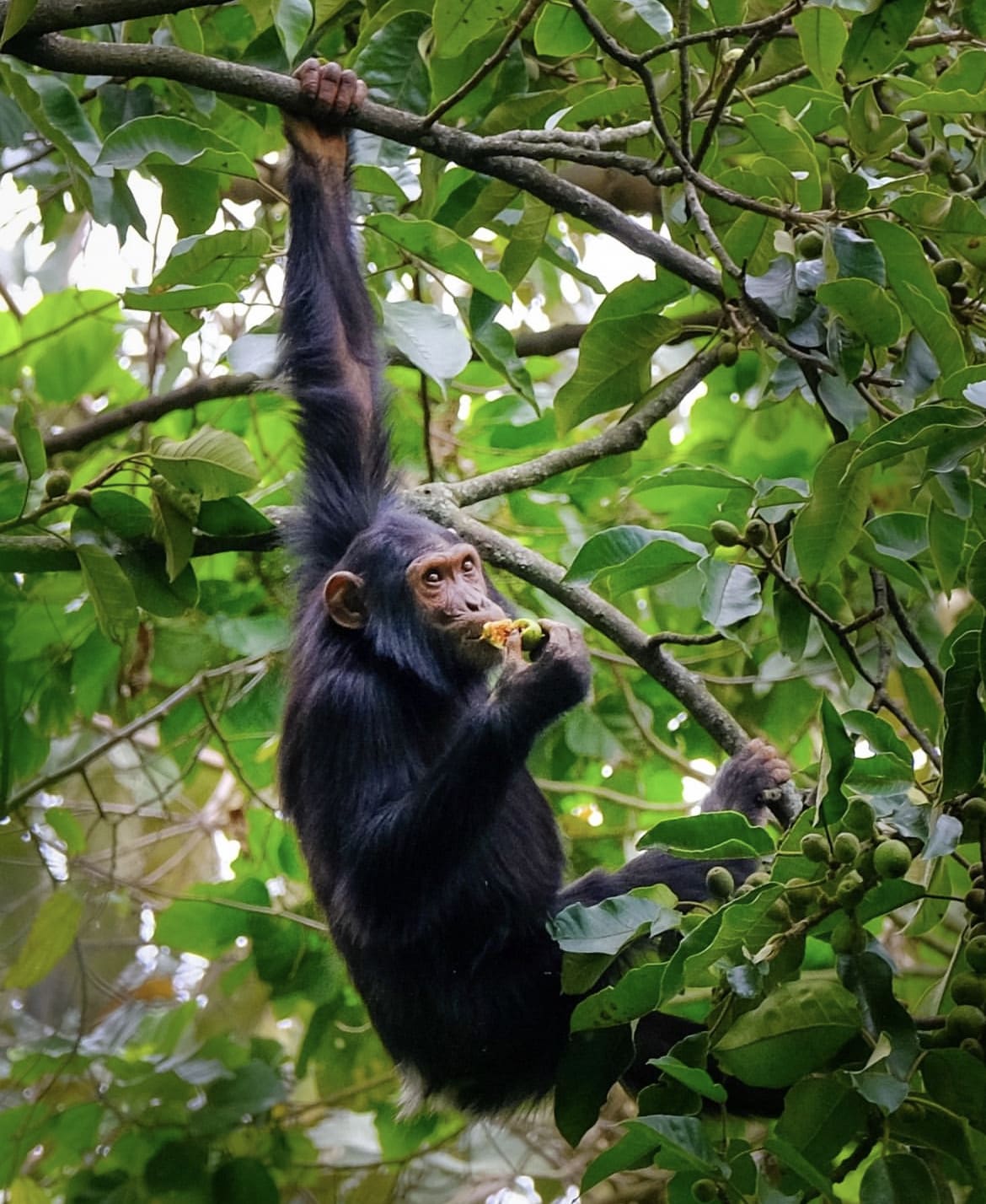 Chimpanzee hanging in a tree while eating