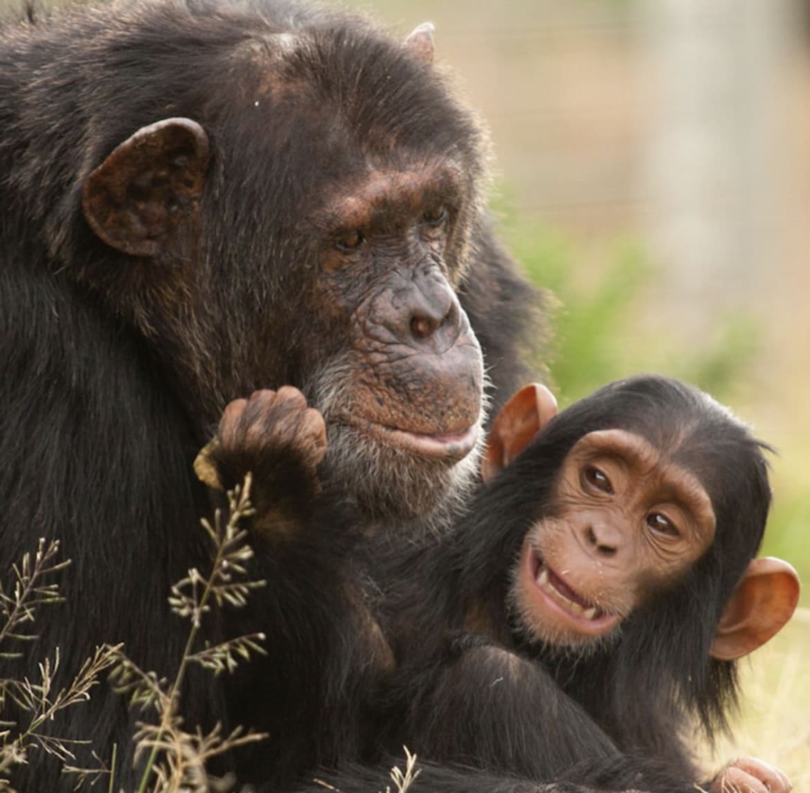 Baby chimp with its mother