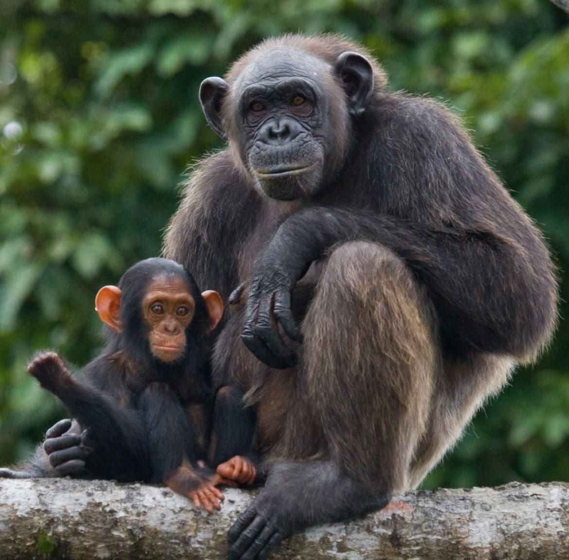 Chimpanzee mother and baby