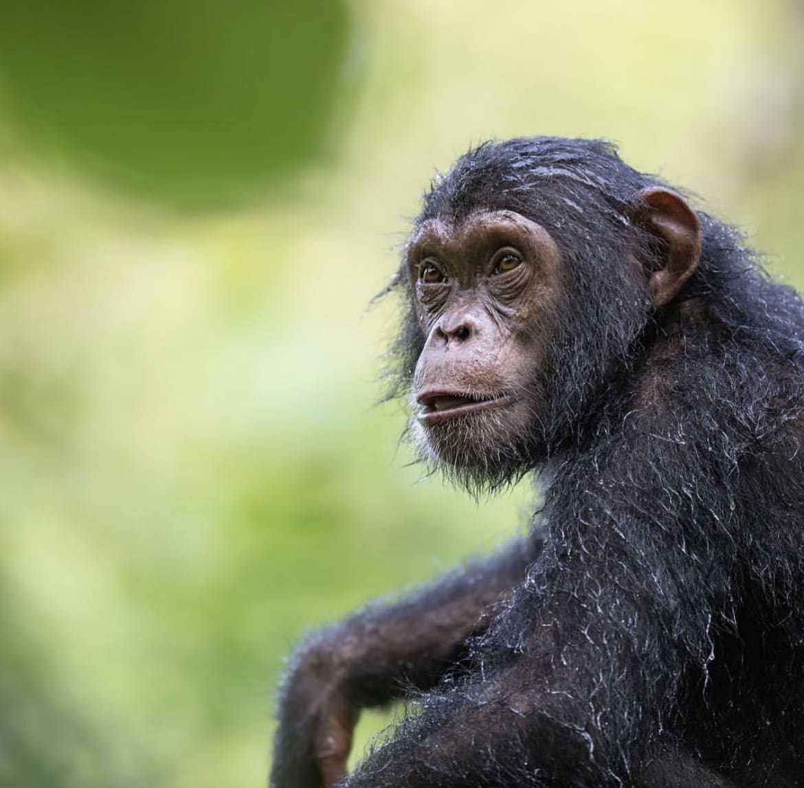 Young chimp