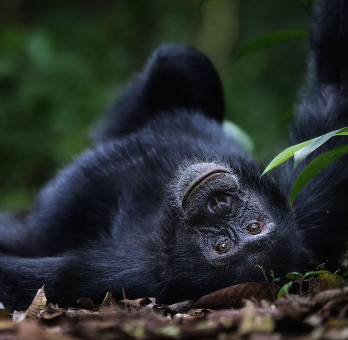 Playful chimp