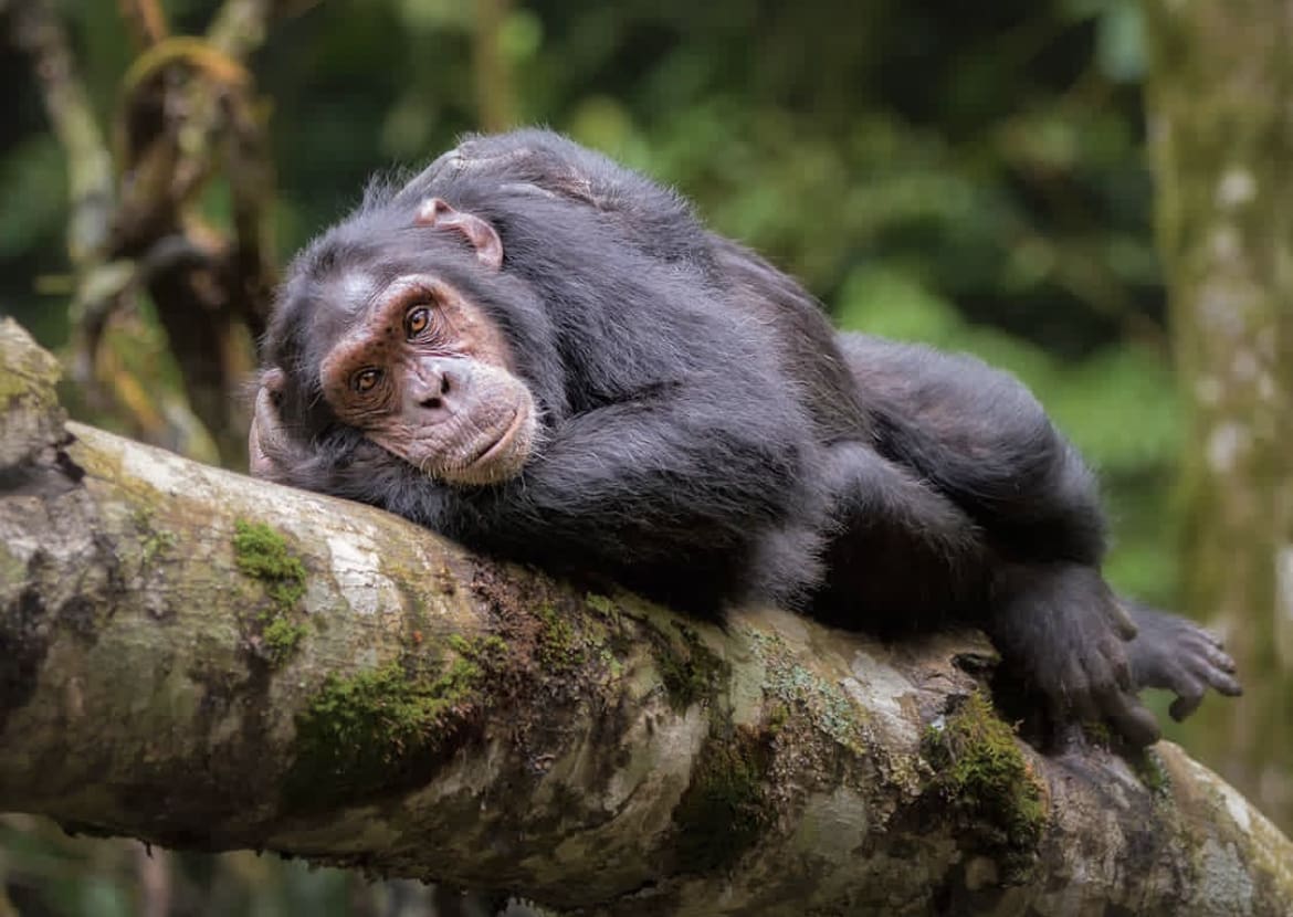 Chimp lying on a tree