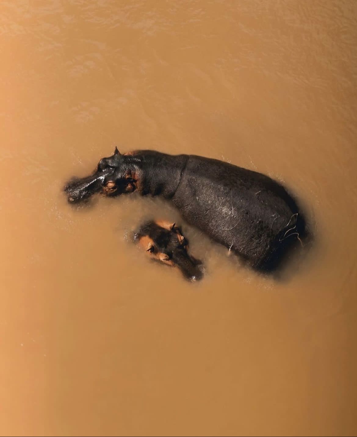 Aerial view of hippos