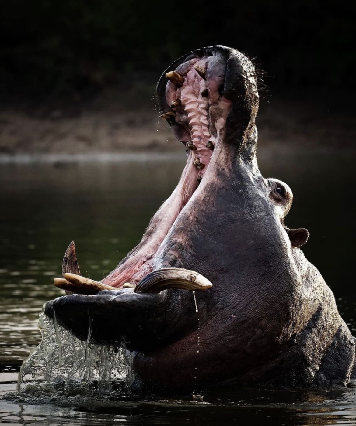 Crooked tooth hippo