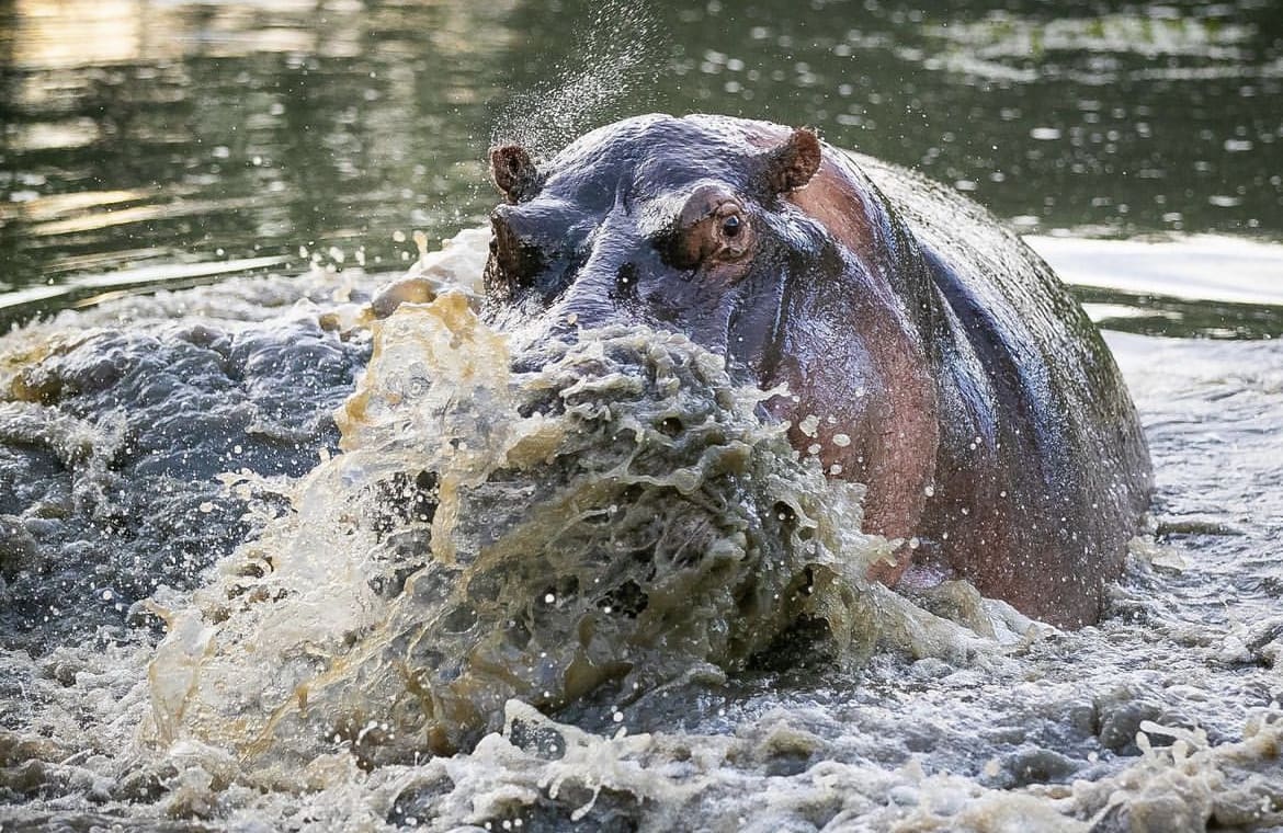 Aggressive Hippo 