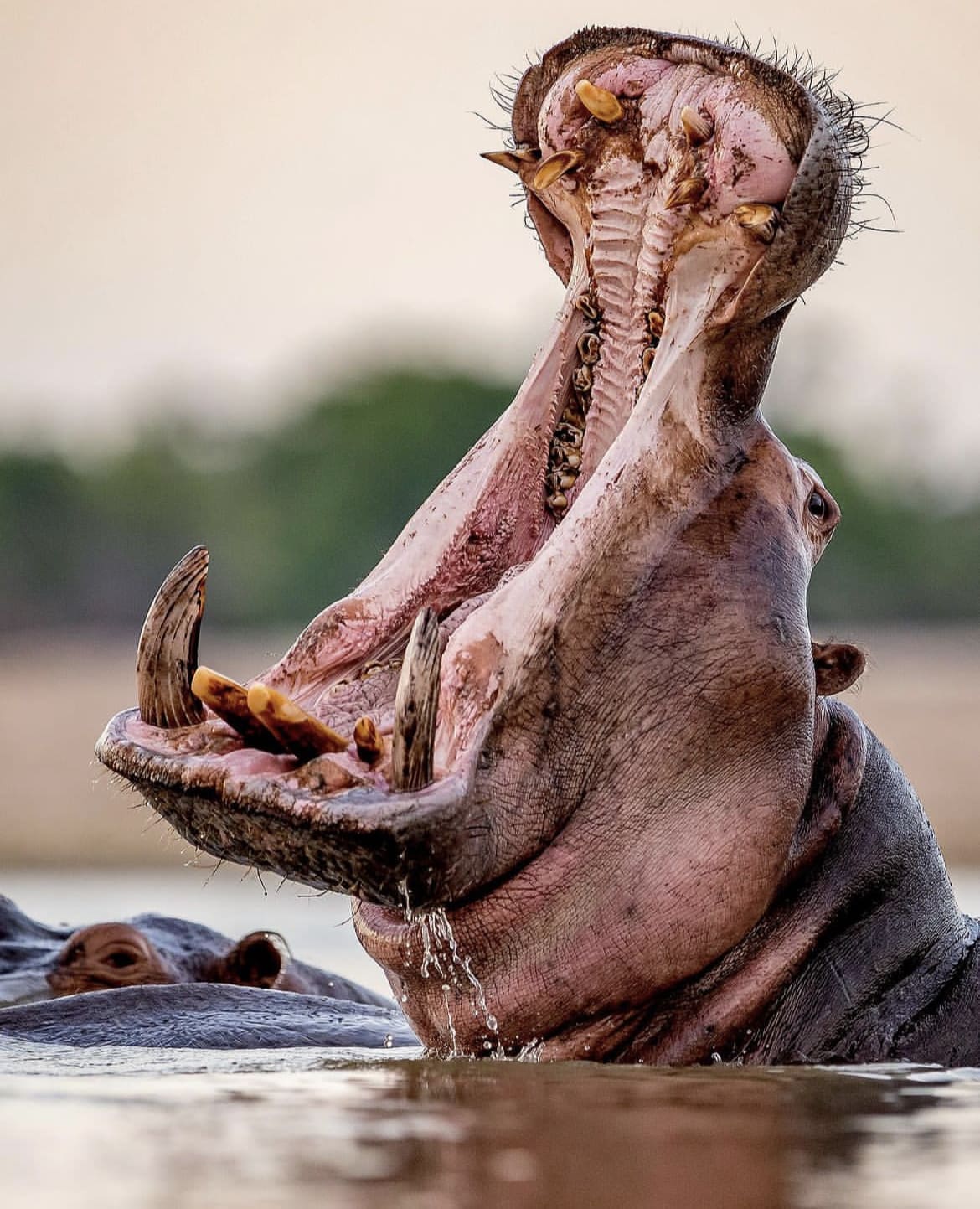 Hippo Yawn