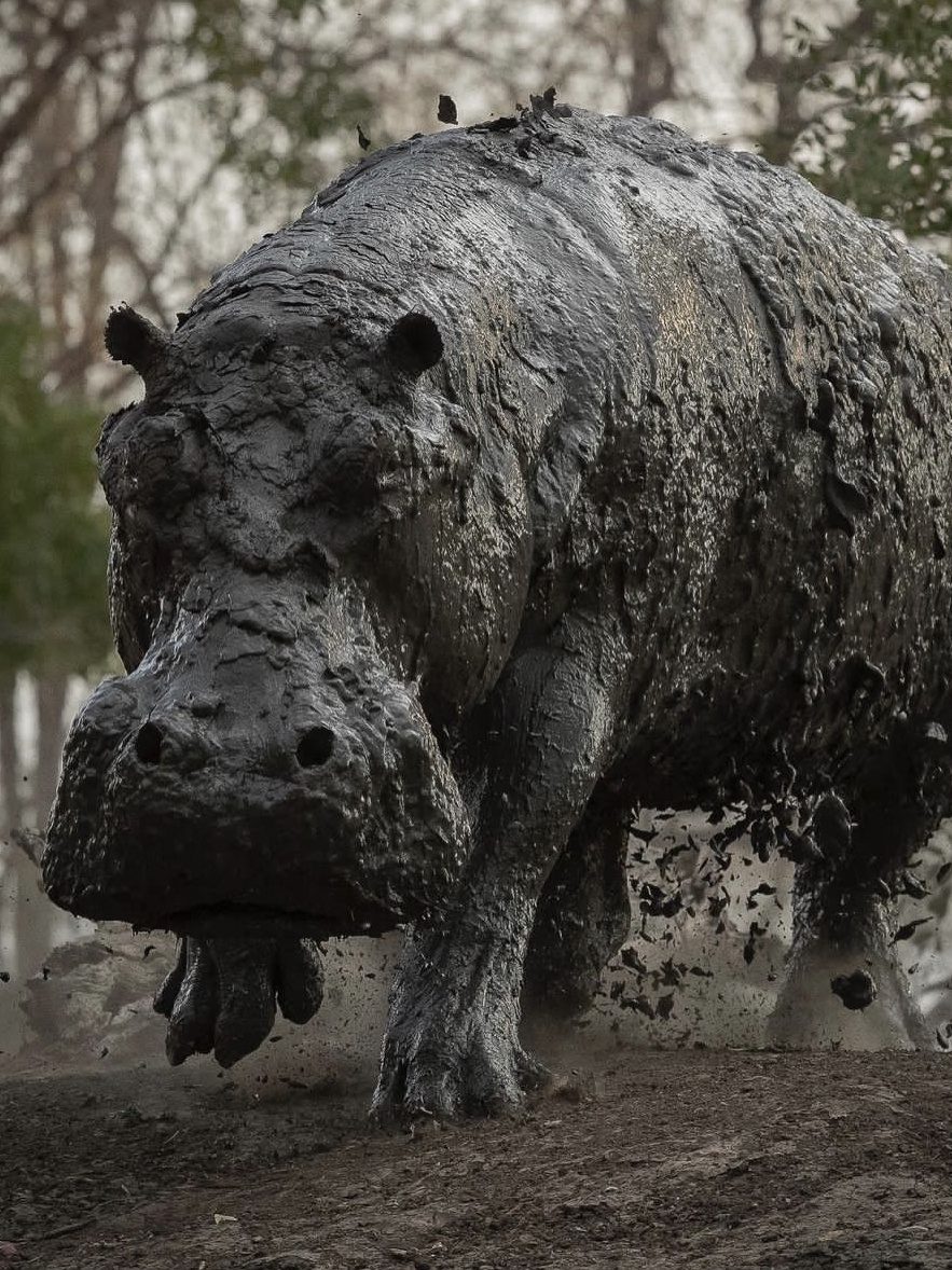 Hippo charging out the water