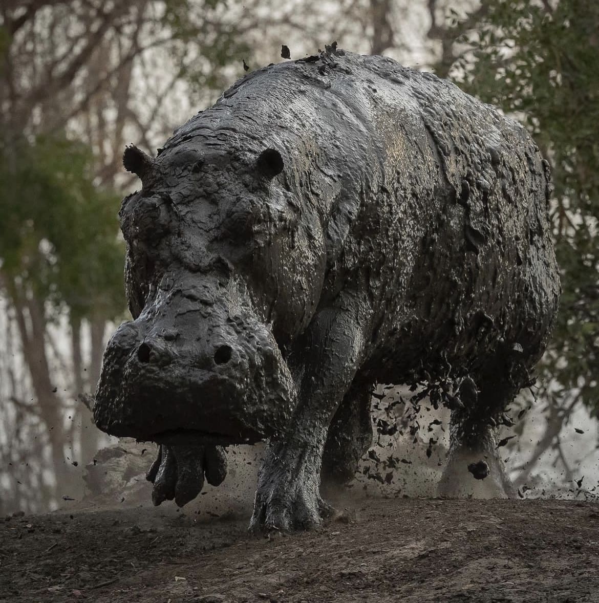 Hippo charging out the water