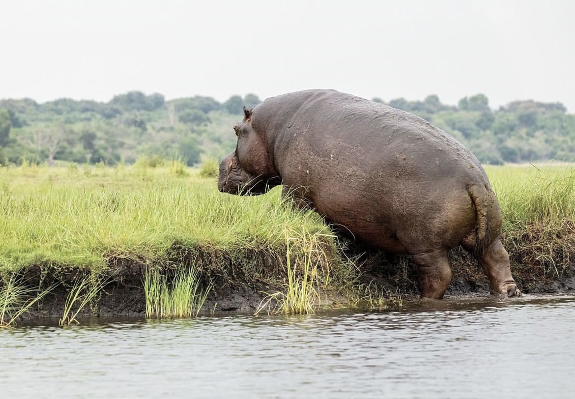 How fast can hippos run?