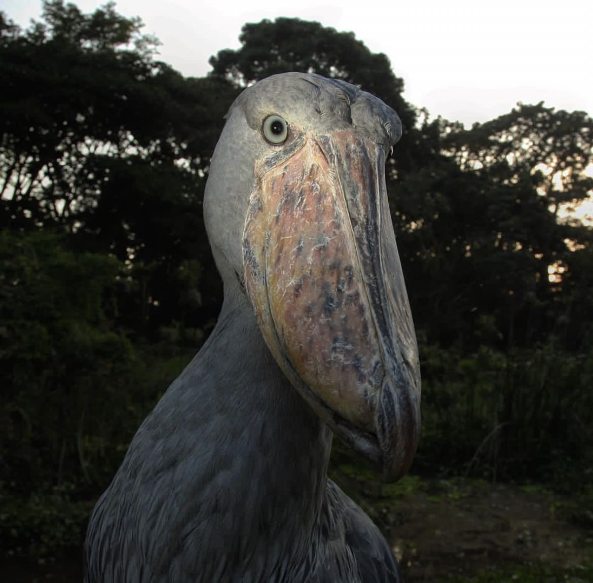 Shoebill closeup