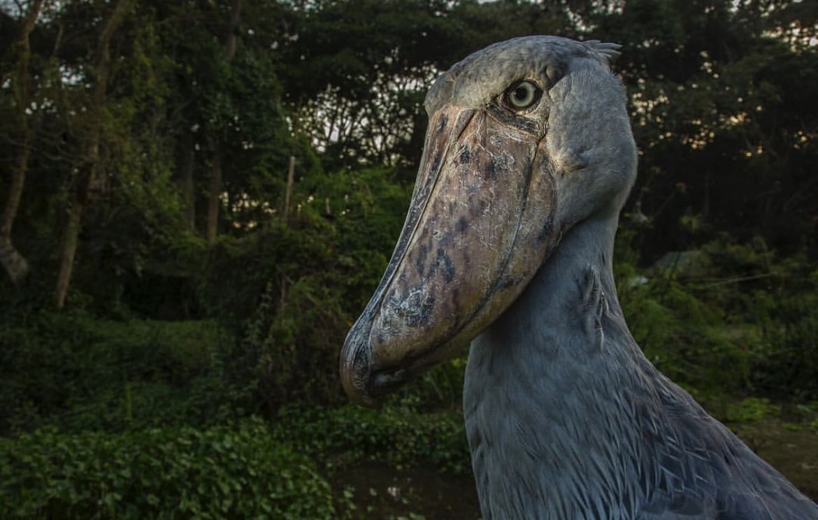 Prehistoric bird, Entebbe