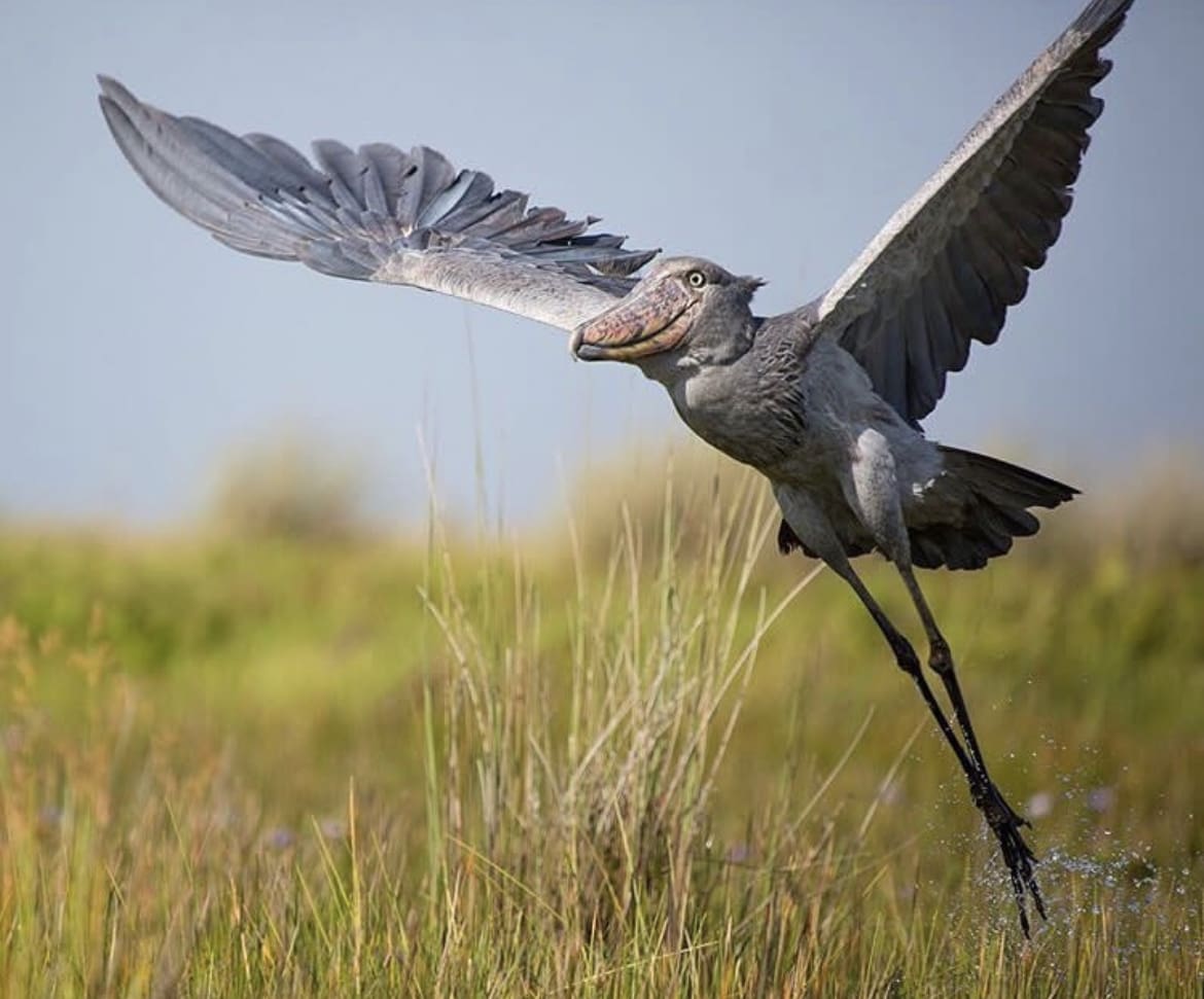 Shoebill stork flying