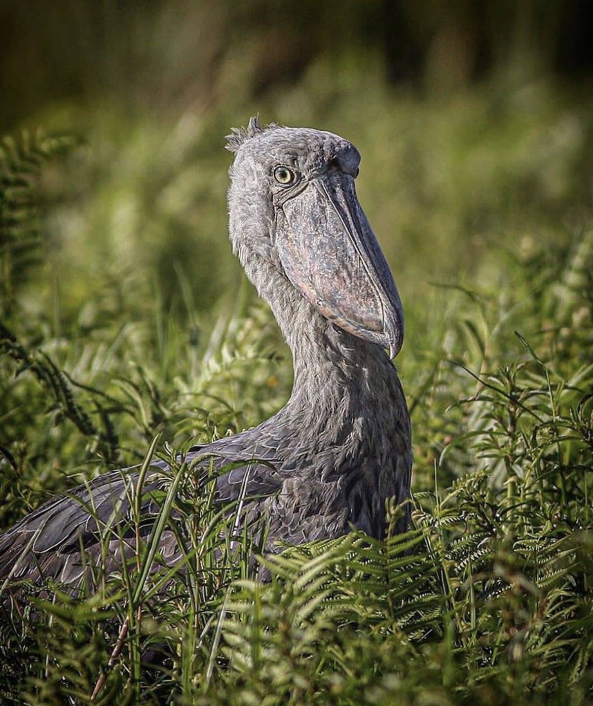 Shoebill Stork, Lake Victoria National Park