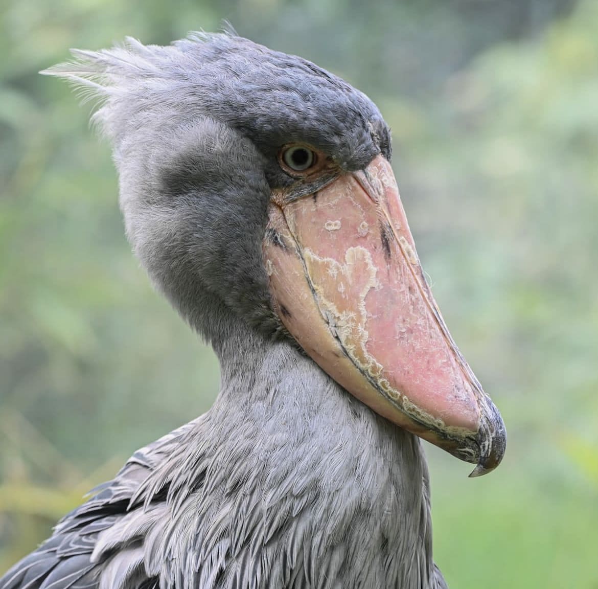 African birds