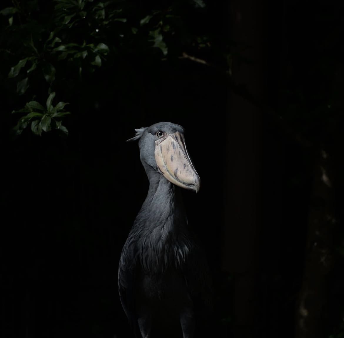 Shoebill in the shadows