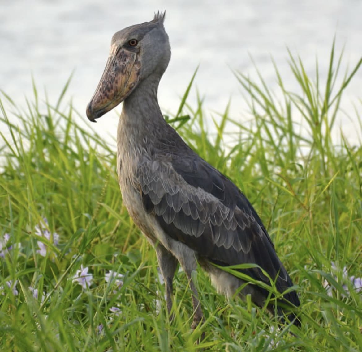 Shoebill in the swamps of Murchison Falls National Park