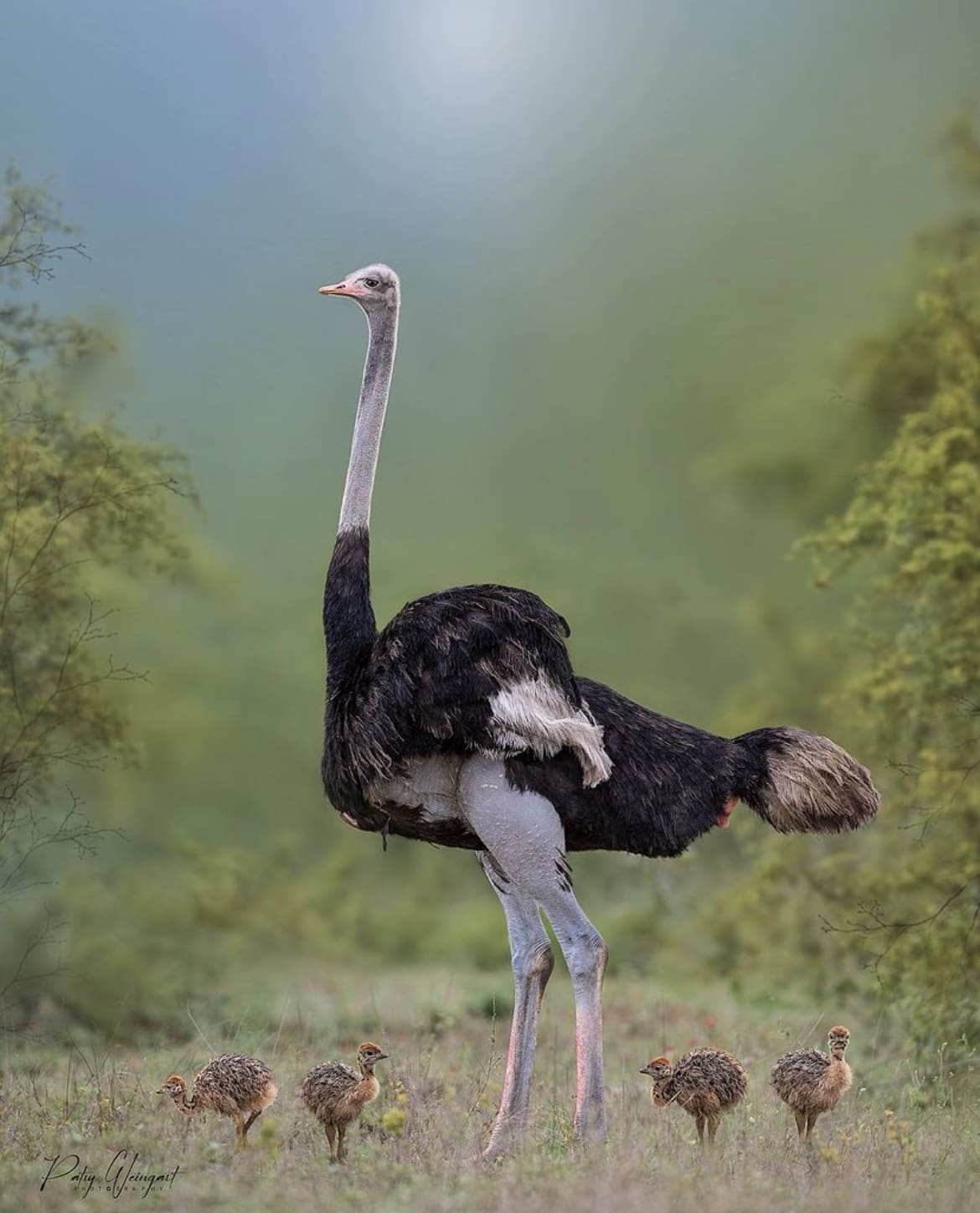 ostrich babies