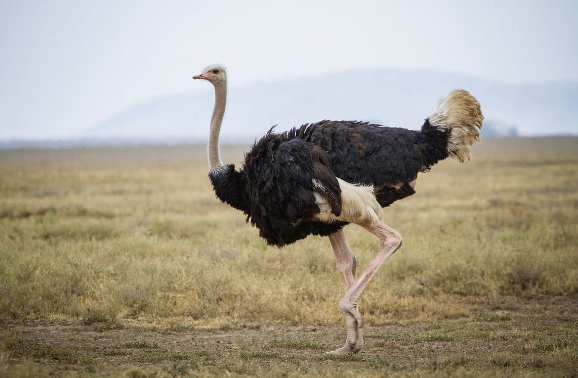 African ostrich