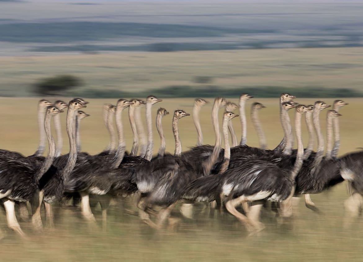 Flock of Ostrich