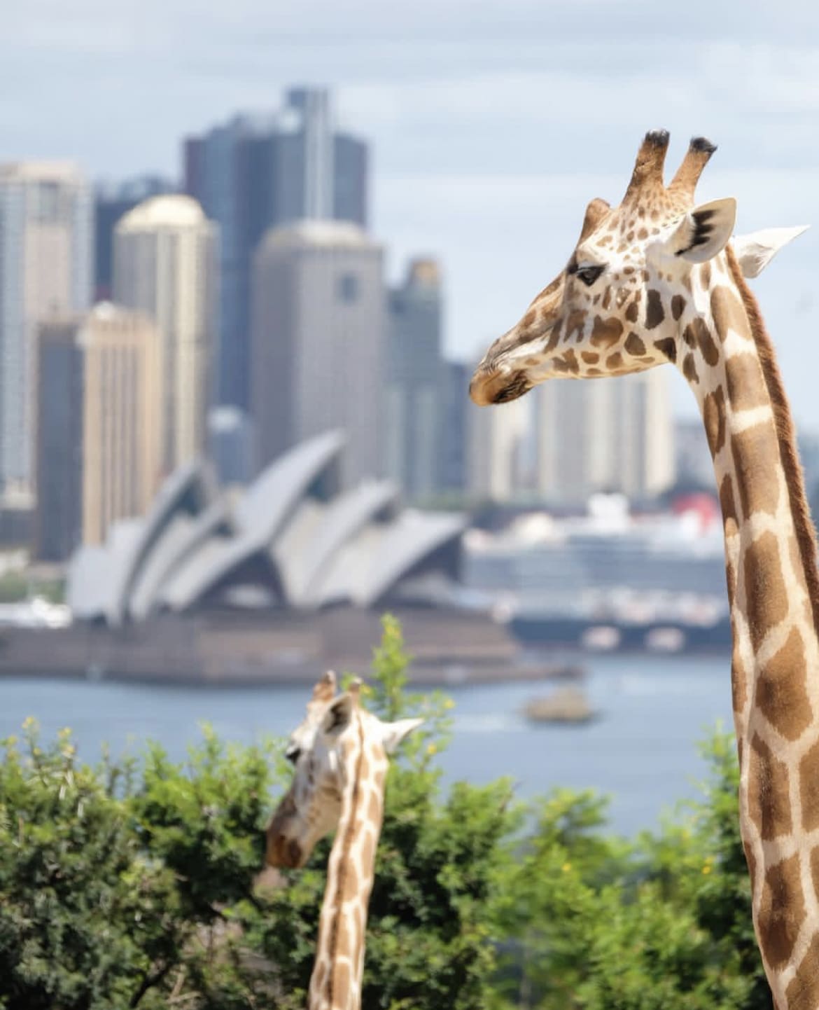 Taronga Zoo