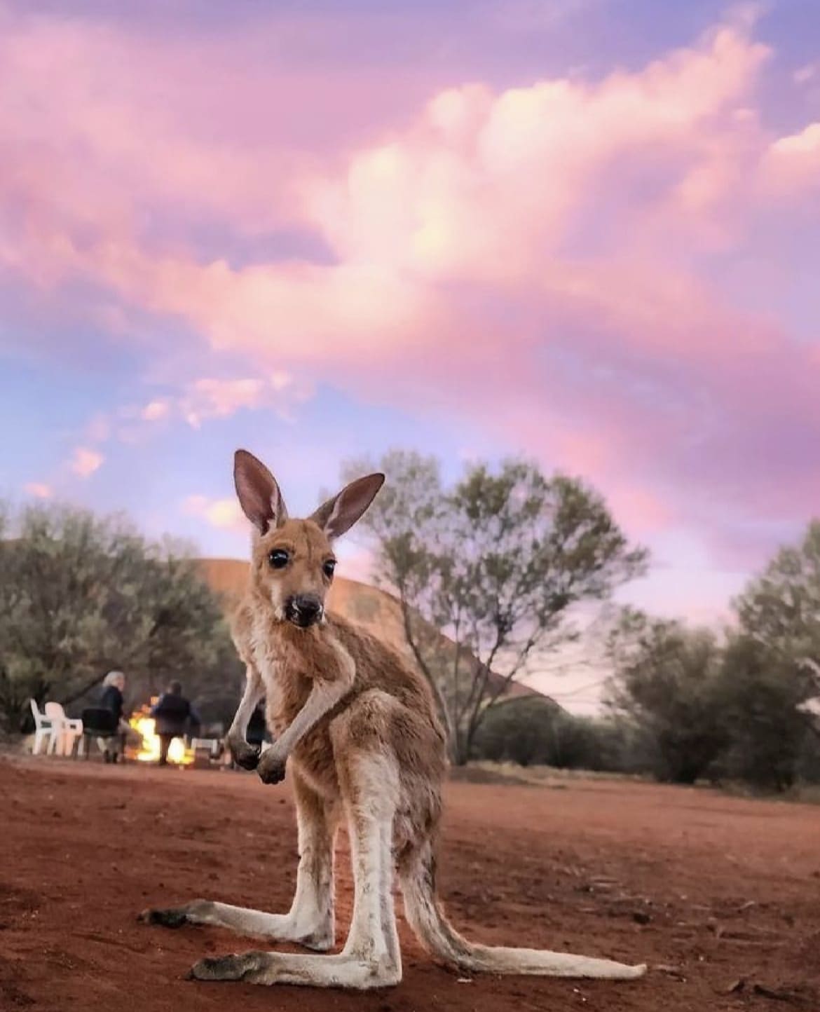 Baby Kangaroo, Uluru-Kata Tjuta National Park - The 20 Best Things To Do In Australia