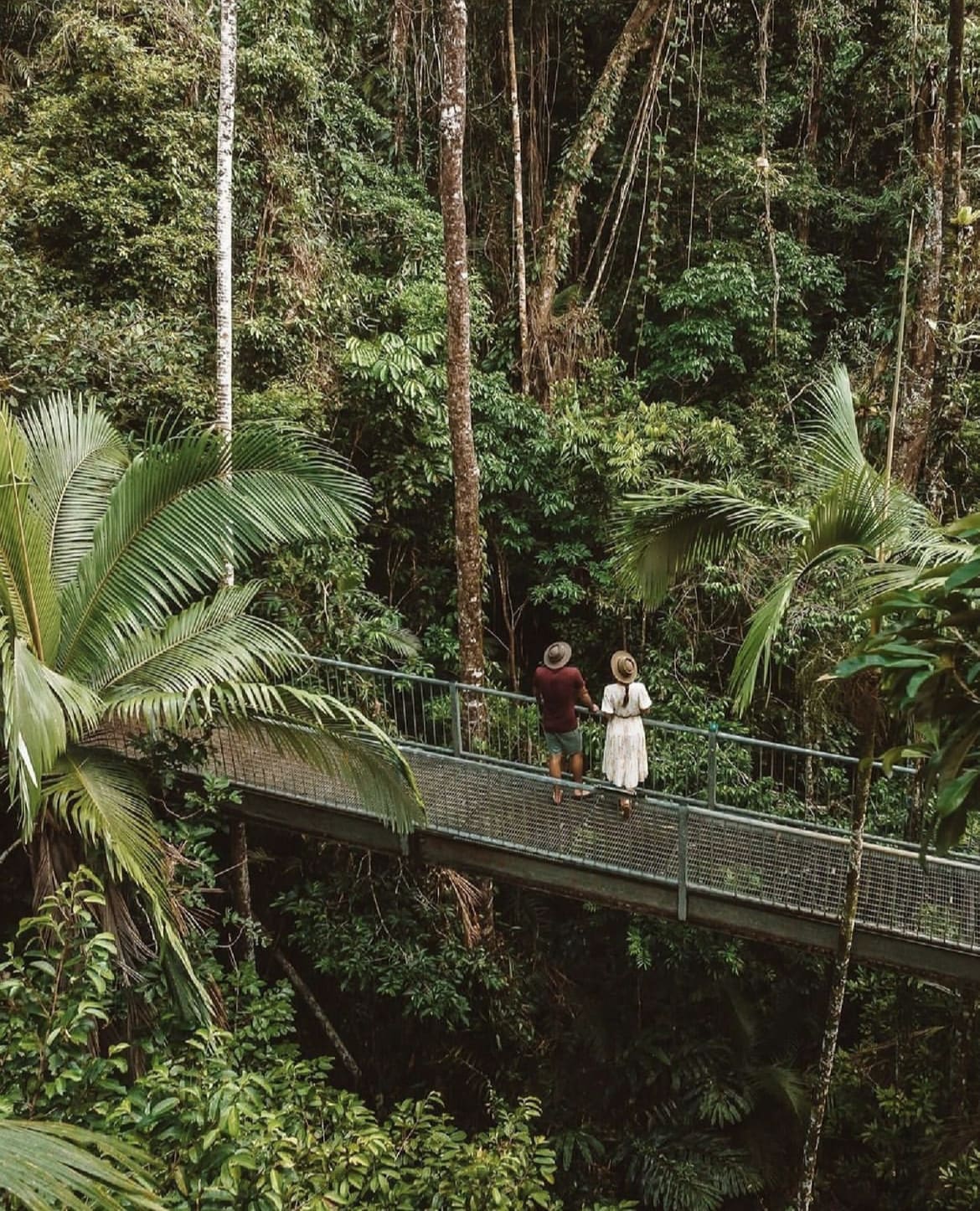 Daintree Rainforest - The 20 Best Things To Do In Australia