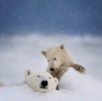 Beyond The Ice: Unearthing The World's Coldest Cities | Wildest