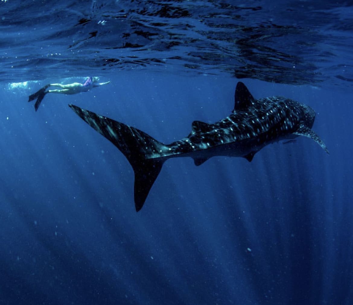 Ningaloo Marine Park, Western Australia