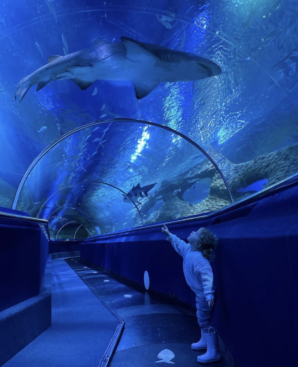 AQWA (The Aquarium of Western Australia)
