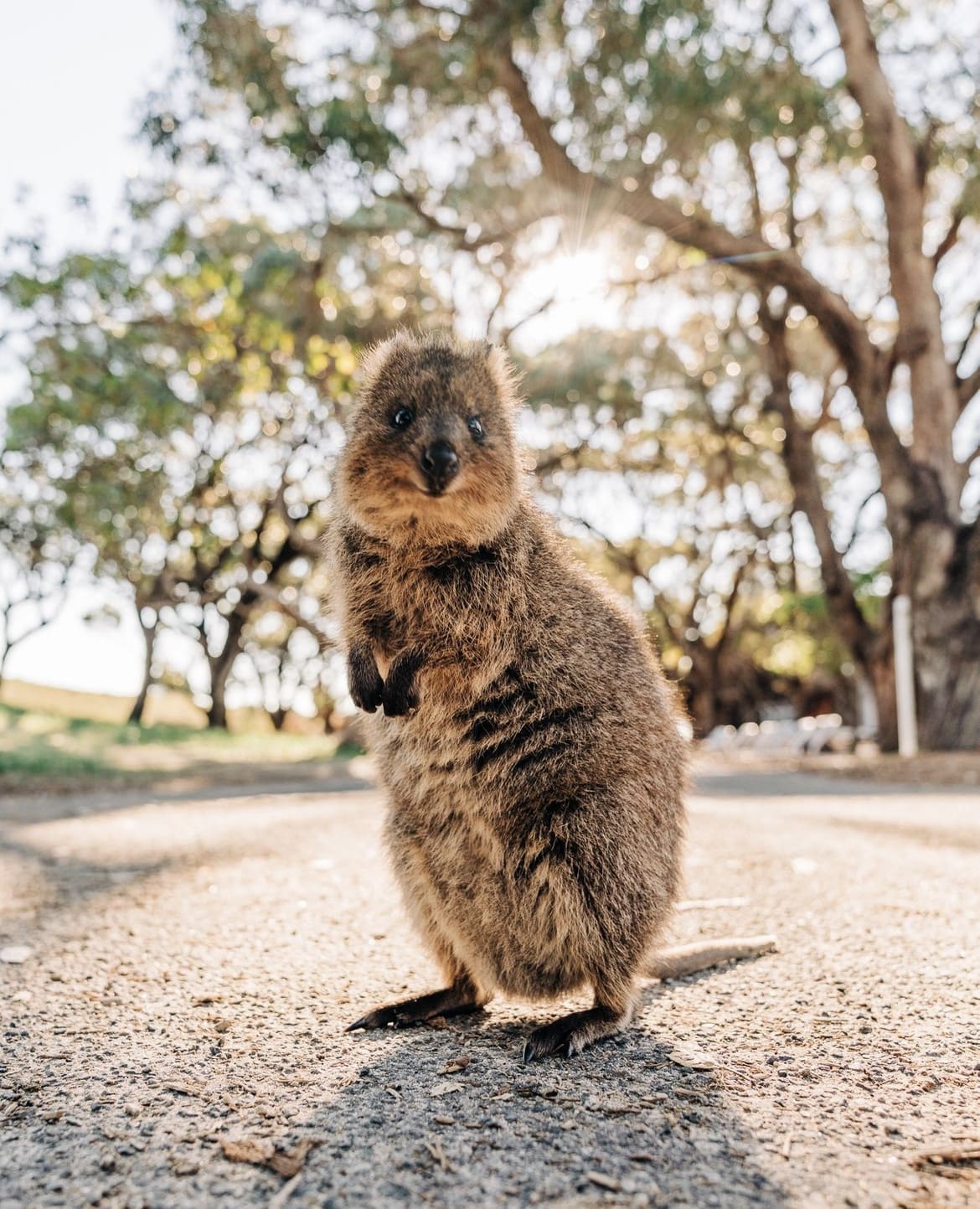 Rottnest Island