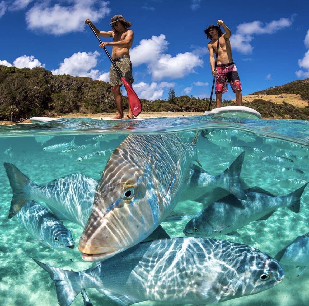 Paddleboarding, Lord Howe Island