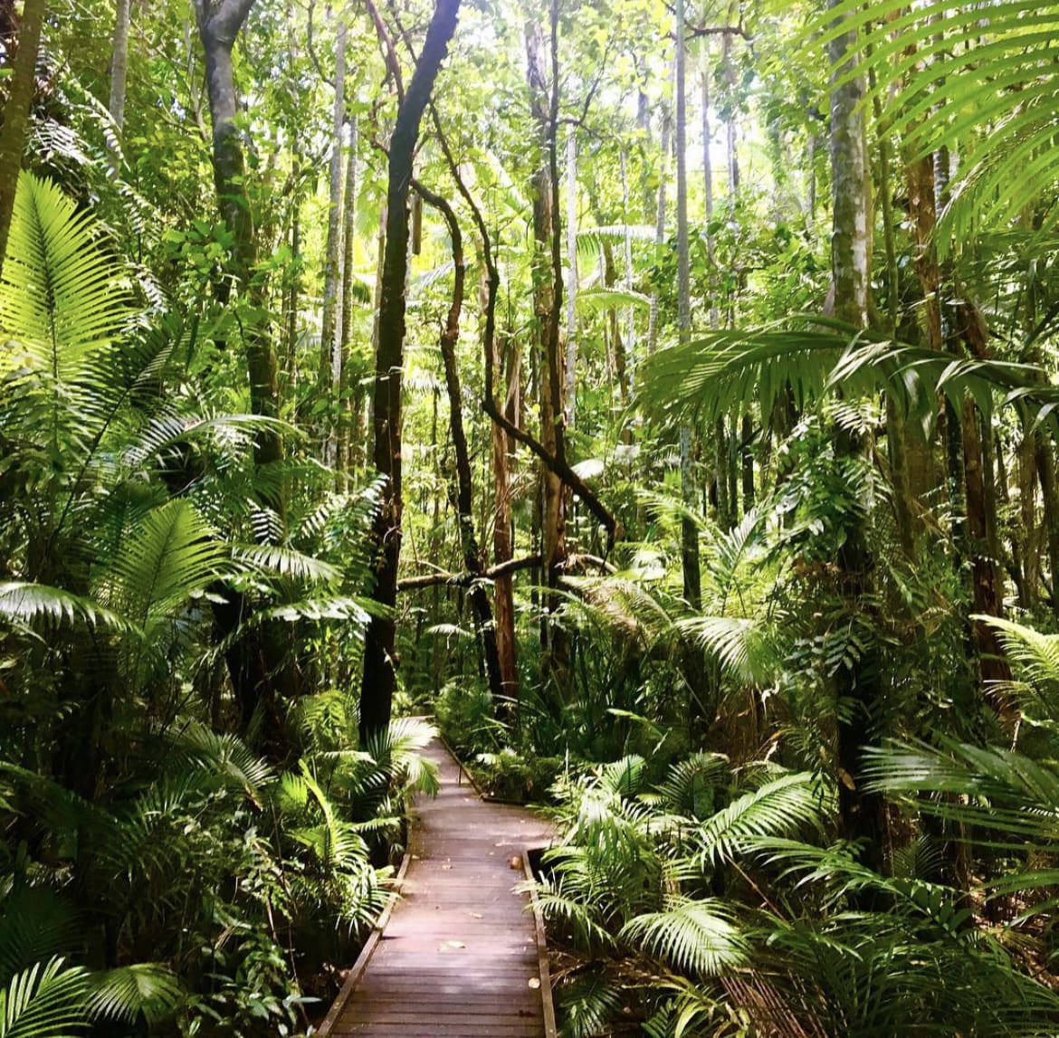 Cairns Botanic Gardens - The 20 Best Things to Do in Cairns, Australia
