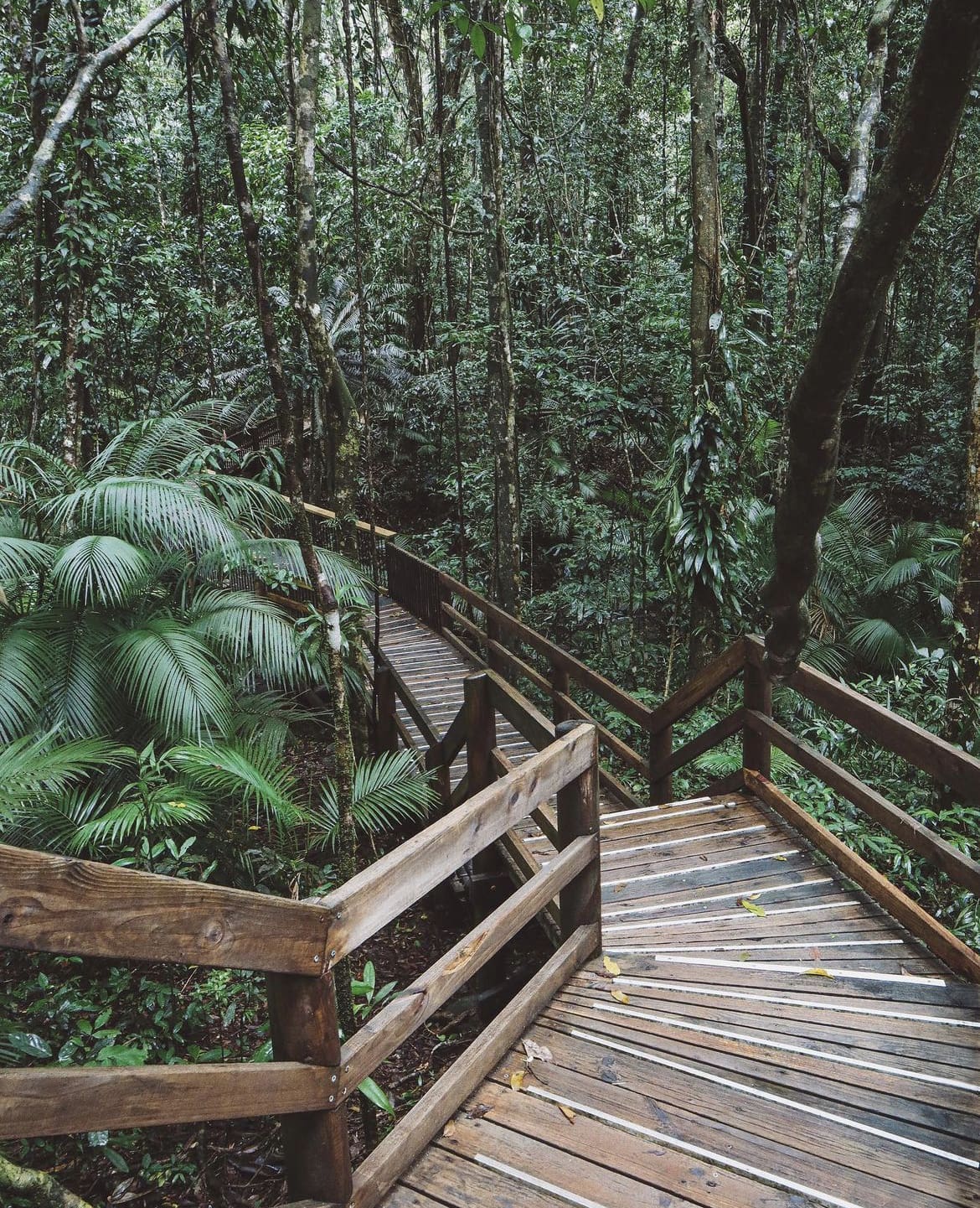 Daintree Forest - The Top 12 Indigenous Travel Experiences in Australia