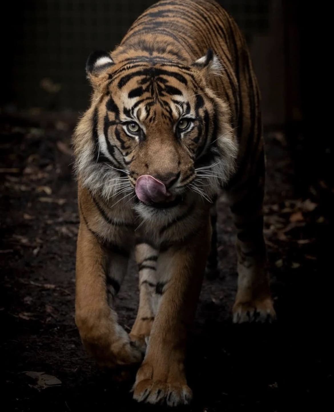 SUmatran Tiger, Melbourne Zoo