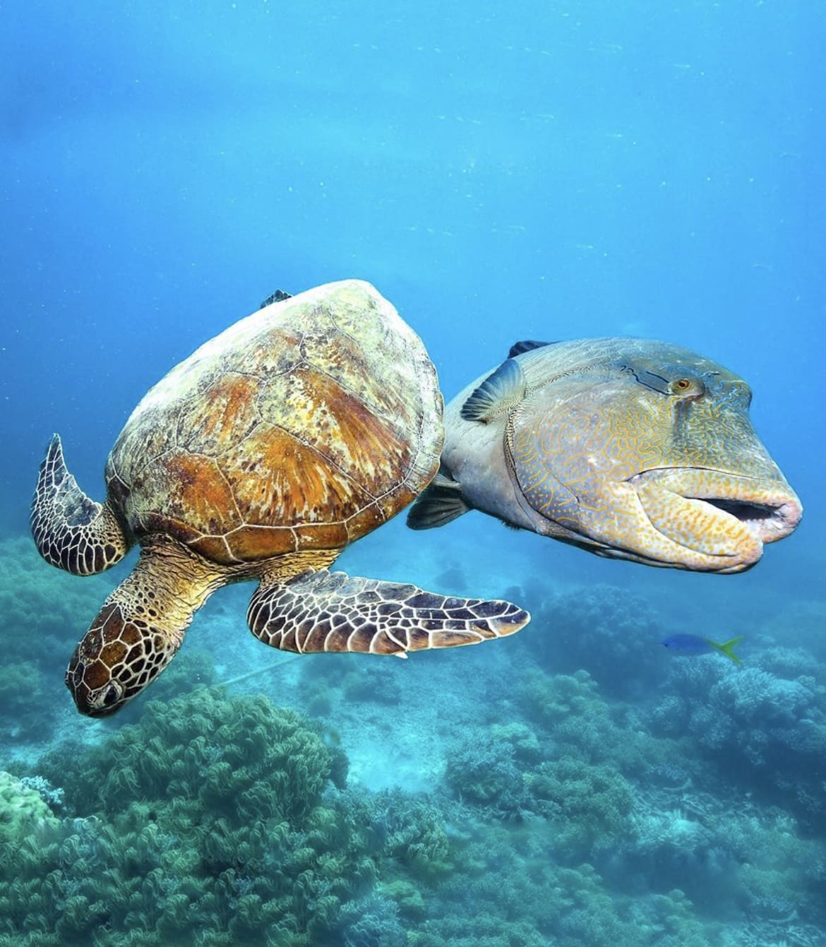 great barrier reef