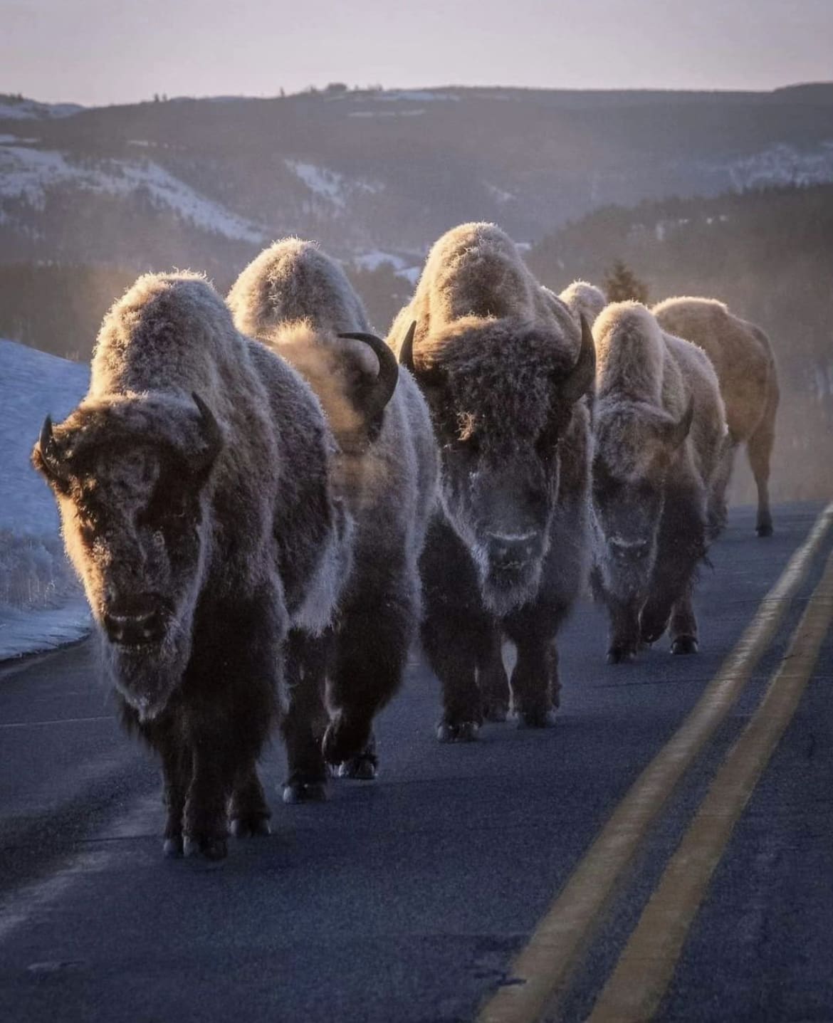Bison in the road, Yellowstone