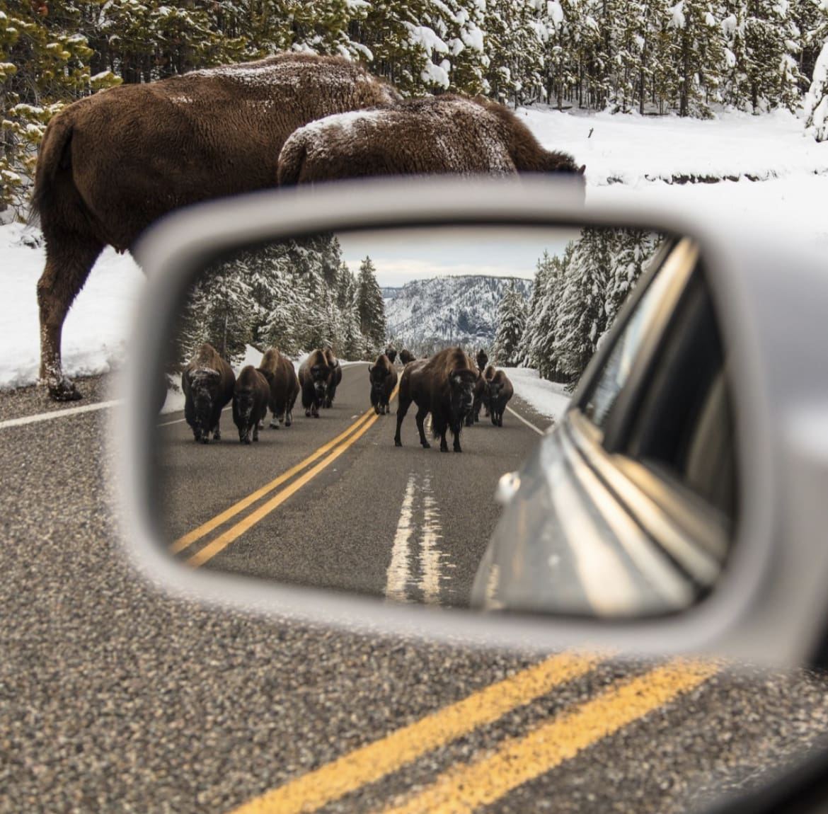 Bison in the mirror